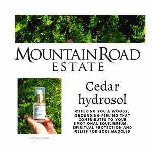 Cedar hydrosol, reclaim your natural balance