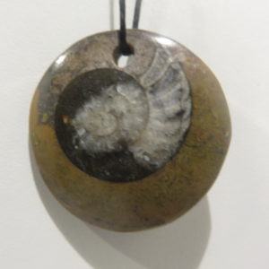 Ammonite Disc