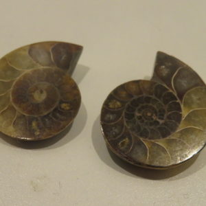 Ammonite Fossil Pairs